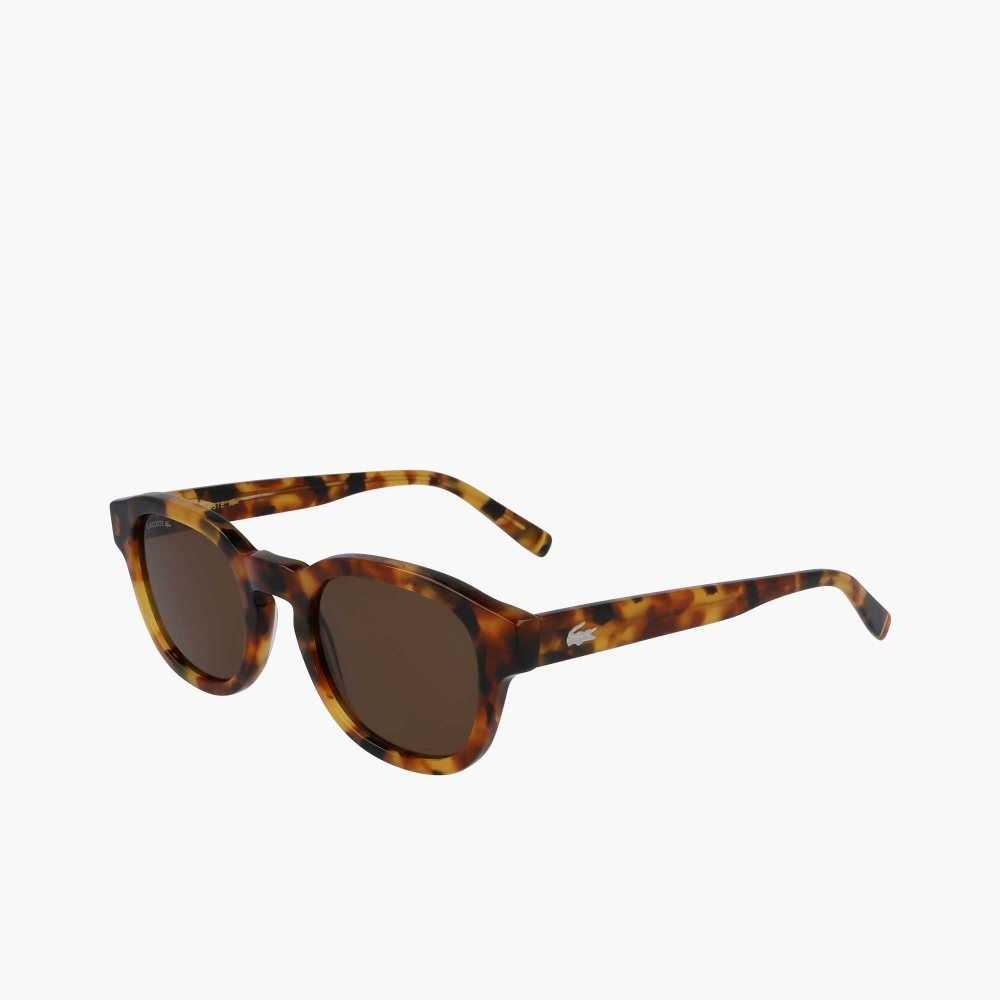 Lacoste Oval Bio Acetate National Geographic Sunglasses Havana Brn | DBP-453789